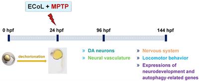 The alleviative effect of Calendula officinalis L. extract against Parkinson’s disease-like pathology in zebrafish via the involvement of autophagy activation